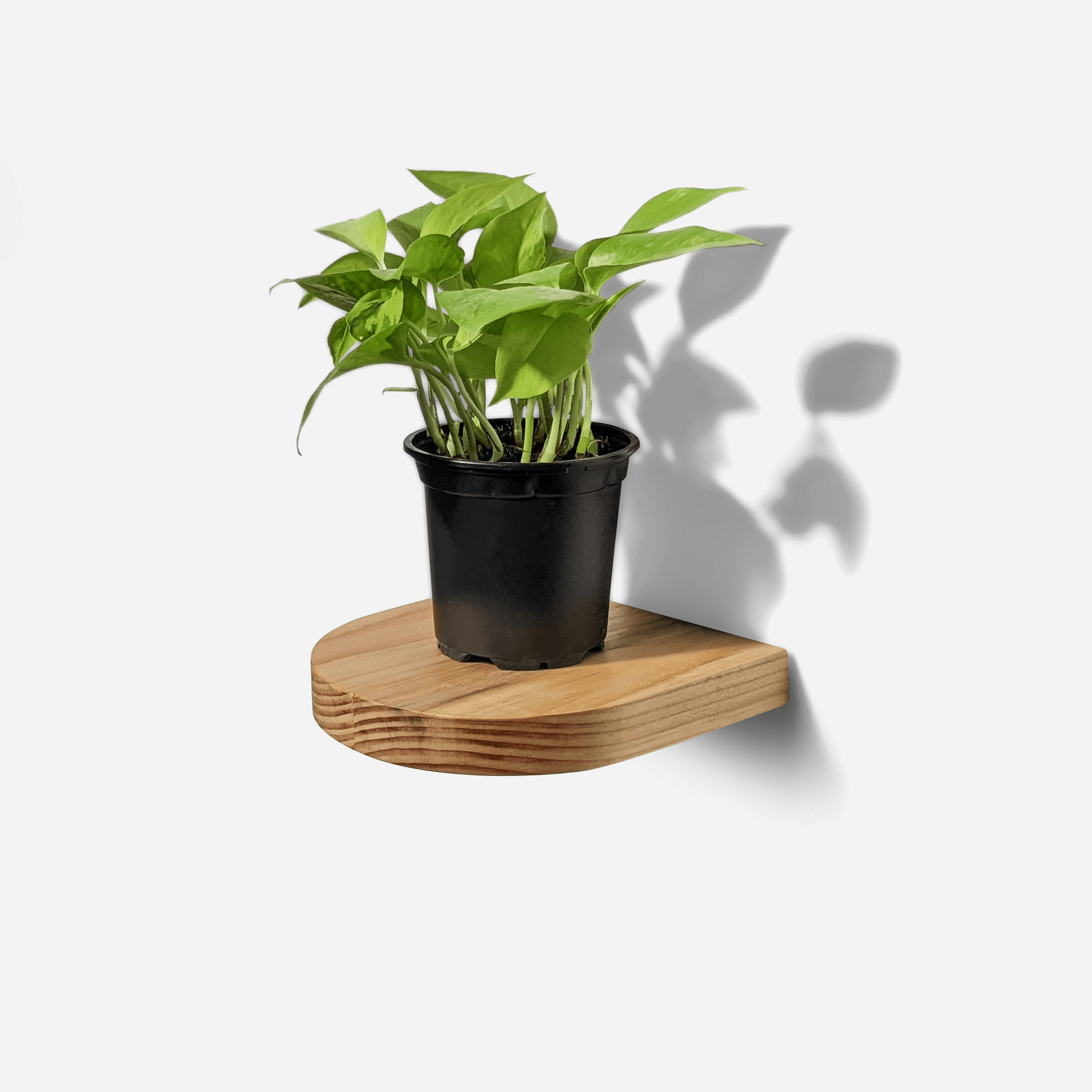 Rainbow Plant Shelf - Handmade Wooden Wall Decor-7